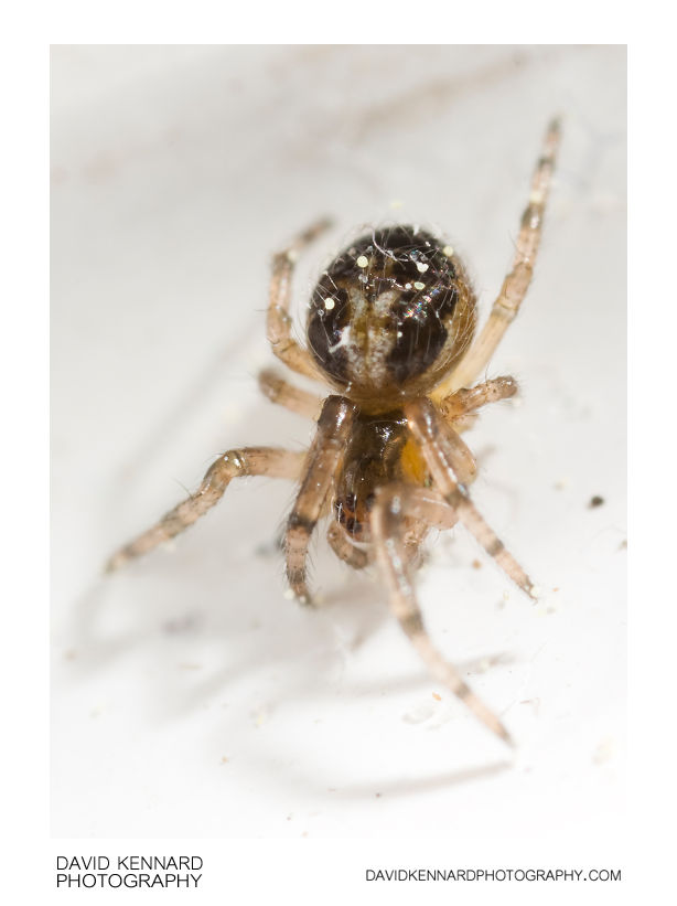 Zygiella x-notata spiderling