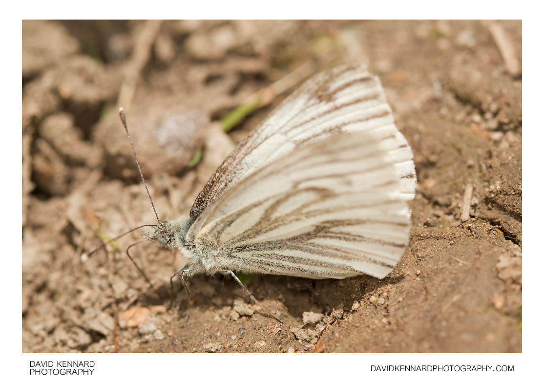 Female Green-veined White (Pieris napi) butterfly