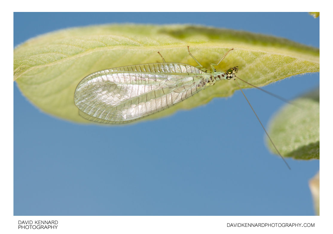 Chrysopa perla Green lacewing