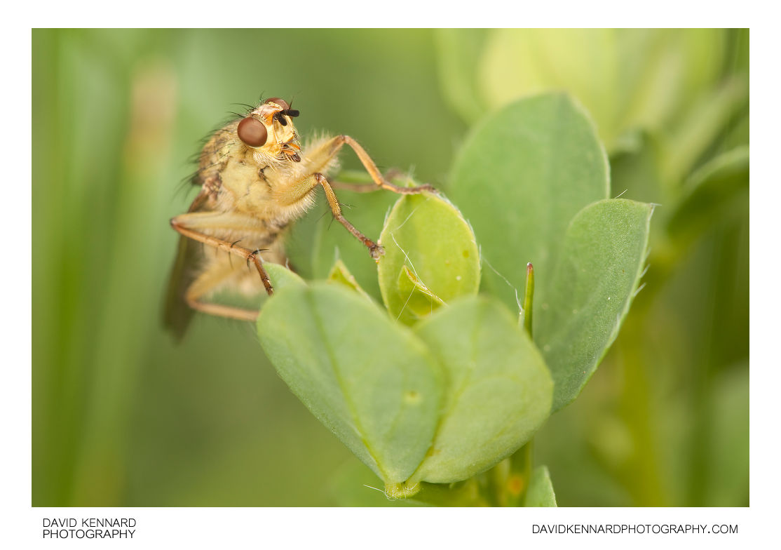 Common yellow dung fly (Scathophaga stercoraria) (VI) · David Kennard ...