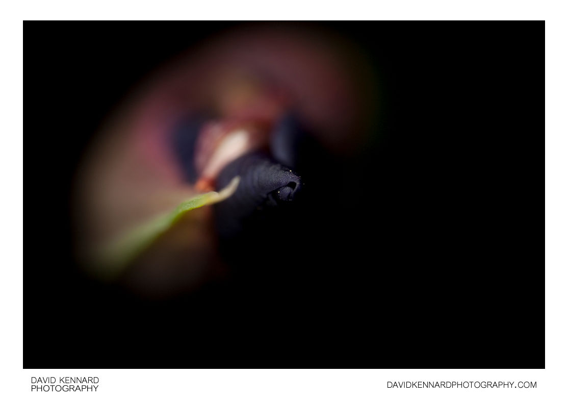 Iris sibirica 'Tropic night' flower bud