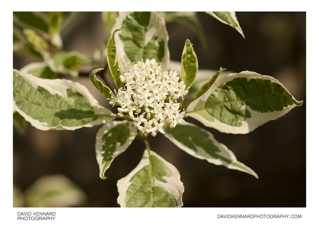 Cornus alba 'Elegantissima' Red Barked Dogwood