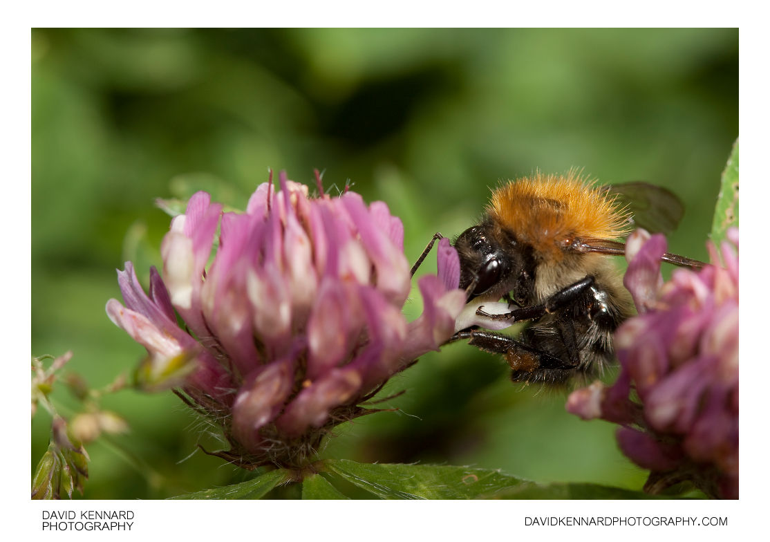 Common carder bumblebee (Bombus pascuorum)