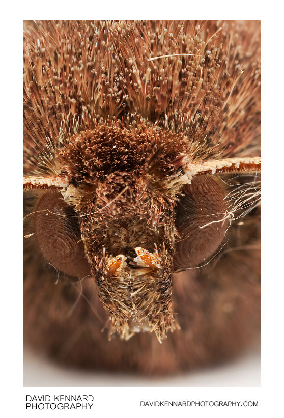 Bright-line Brown-eye (Lacanobia oleracea) Moth