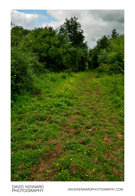 Grassy path