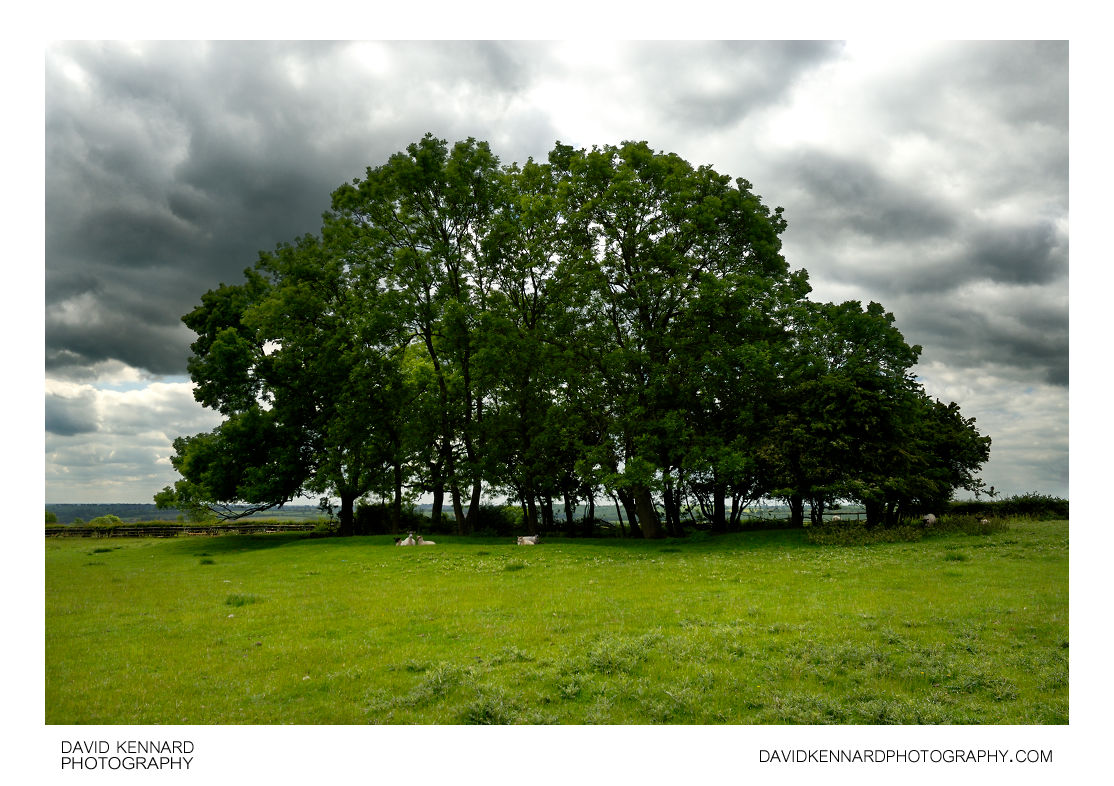 Clump Of Trees David Kennard Photography