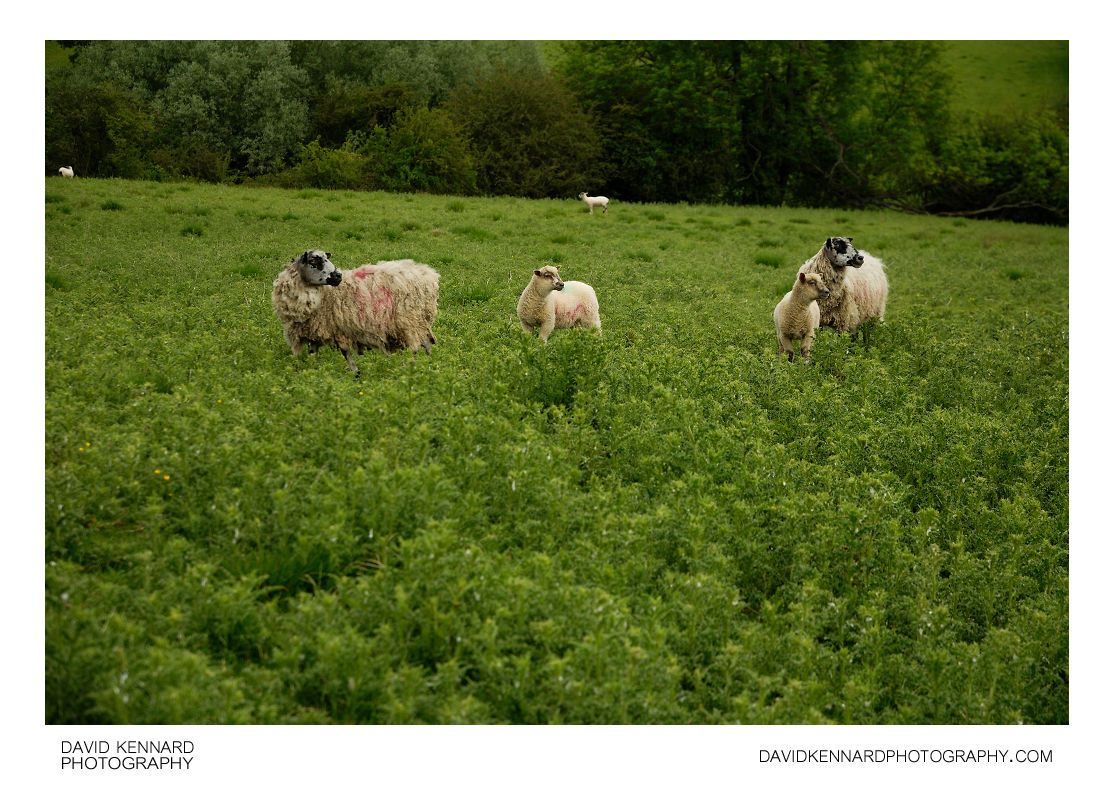 Sheep in field of thistles