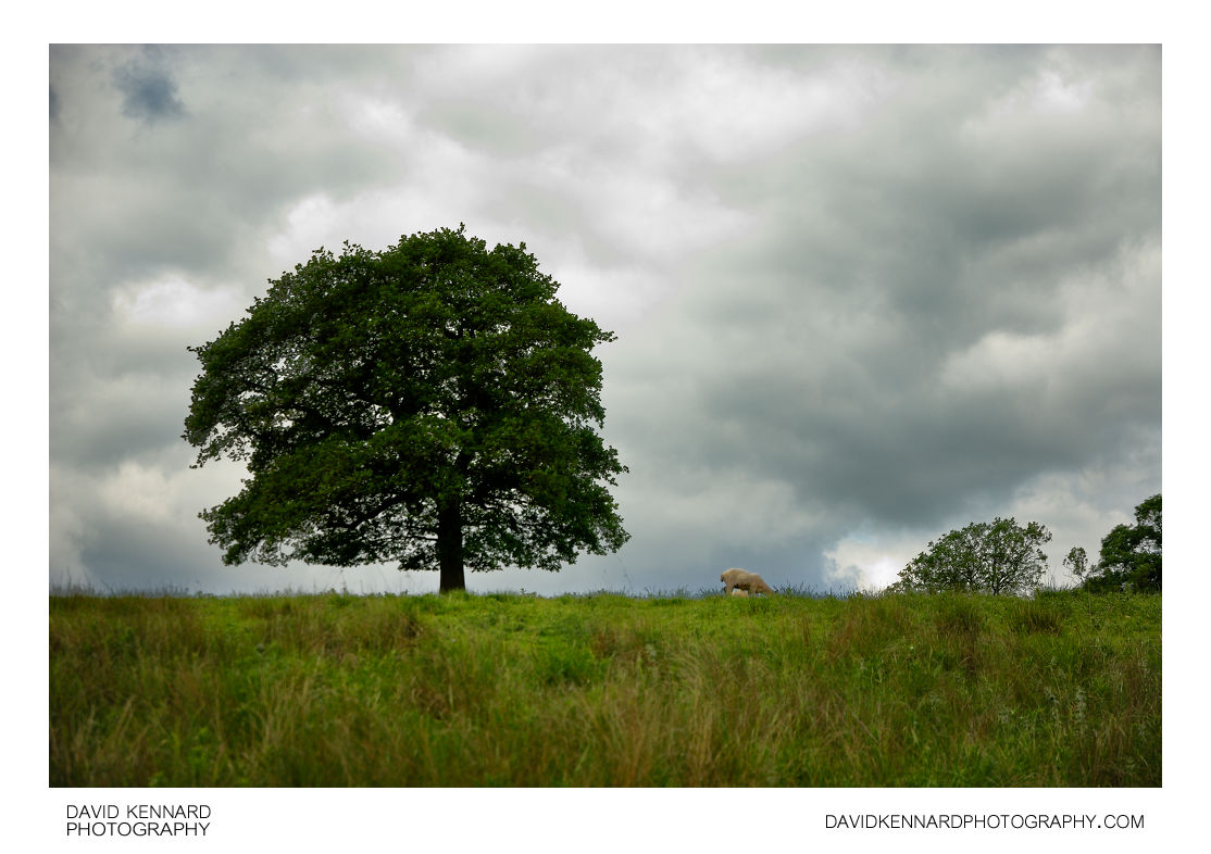 Tree and sheep on top of hill