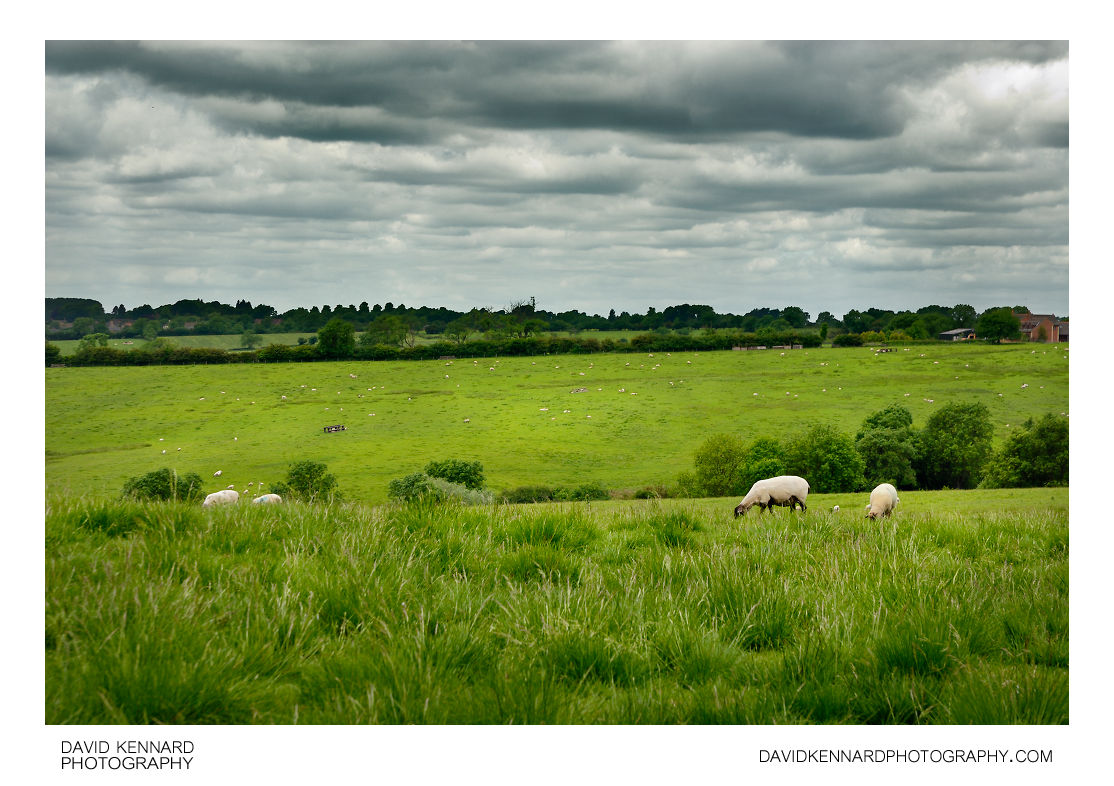 Sheep in field