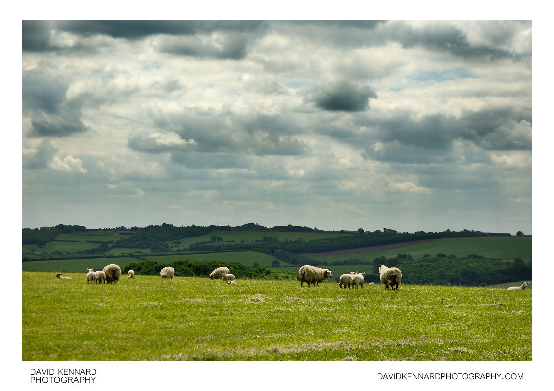 Sheep in field of mown grass