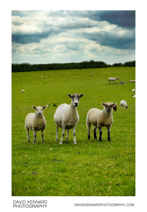 Sheep in green field