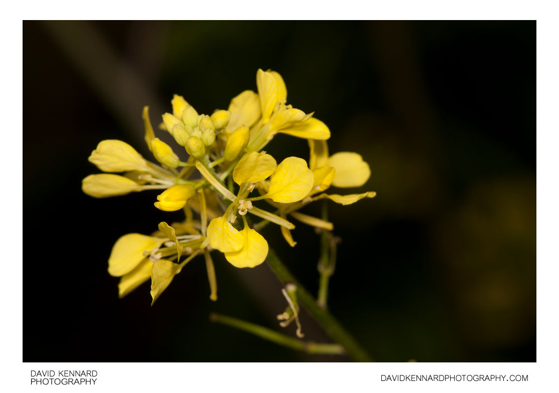 Charlock (Sinapis arvensis) (II) · David Kennard Photography