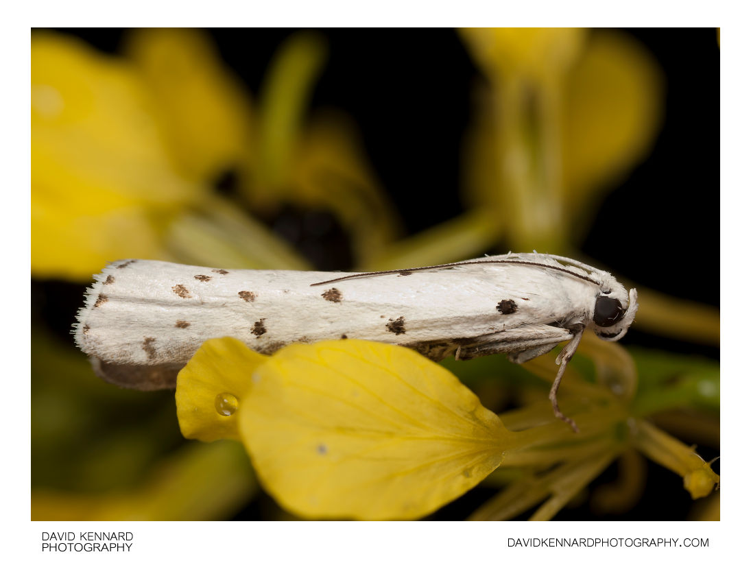 Ermine moth - Yponomeuta sp.
