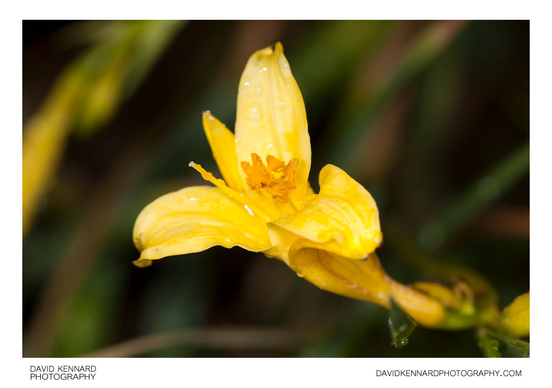 Yellow Day-lily flower