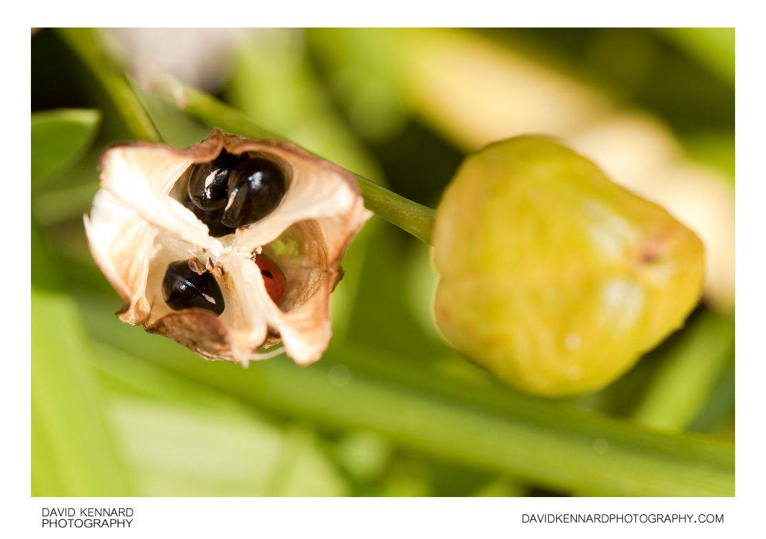 Yellow Day-lily seed pod and seeds