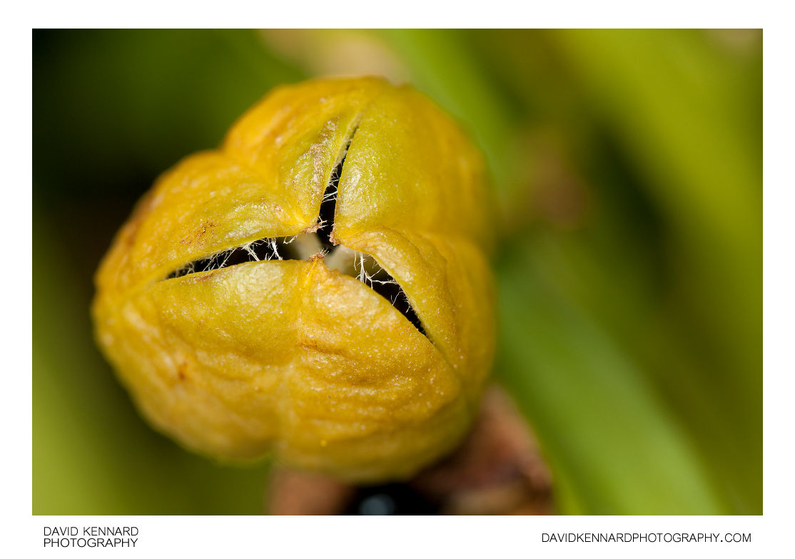 Yellow Day-lily seed pod