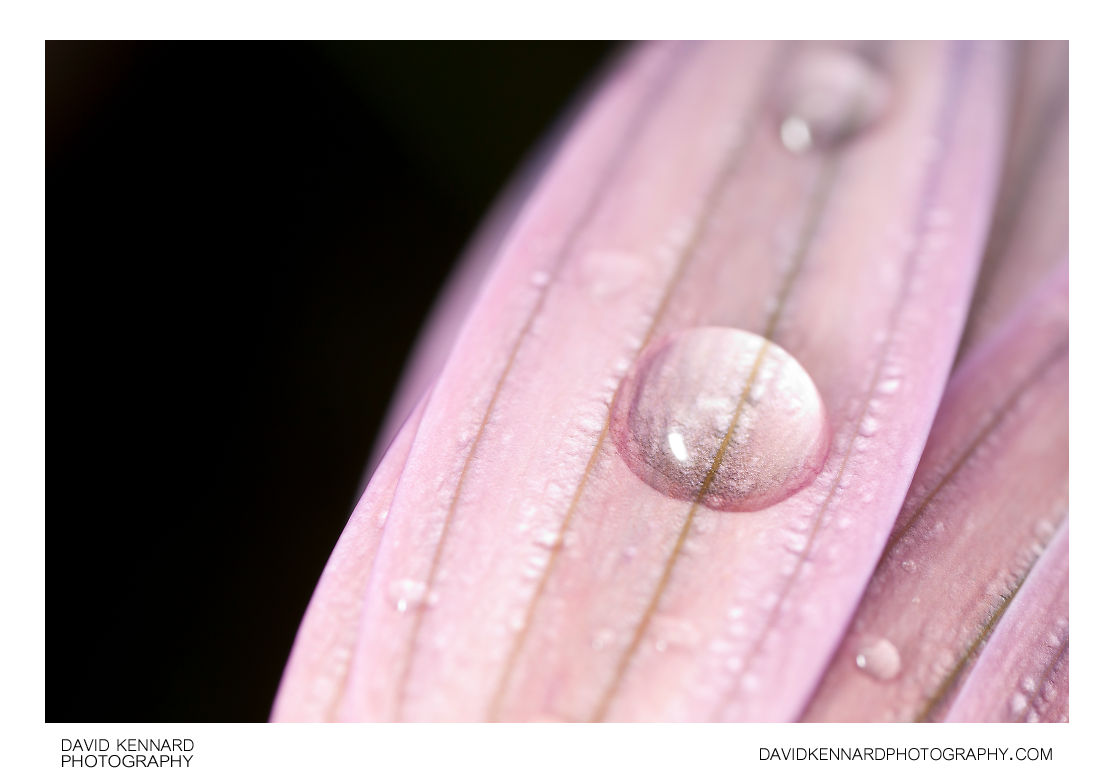 Water drop on Osteospermum ecklonis petal