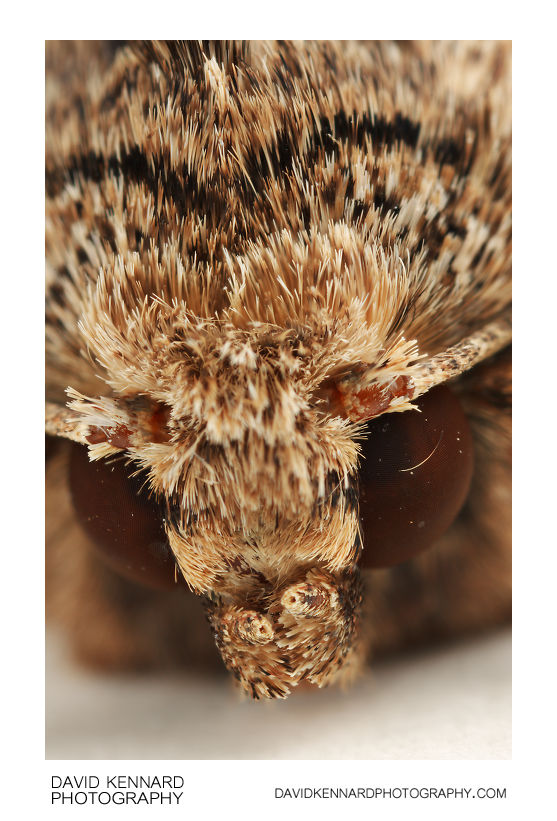 Dark Arches (Apamea monoglypha) moth (XIV) · David Kennard Photography