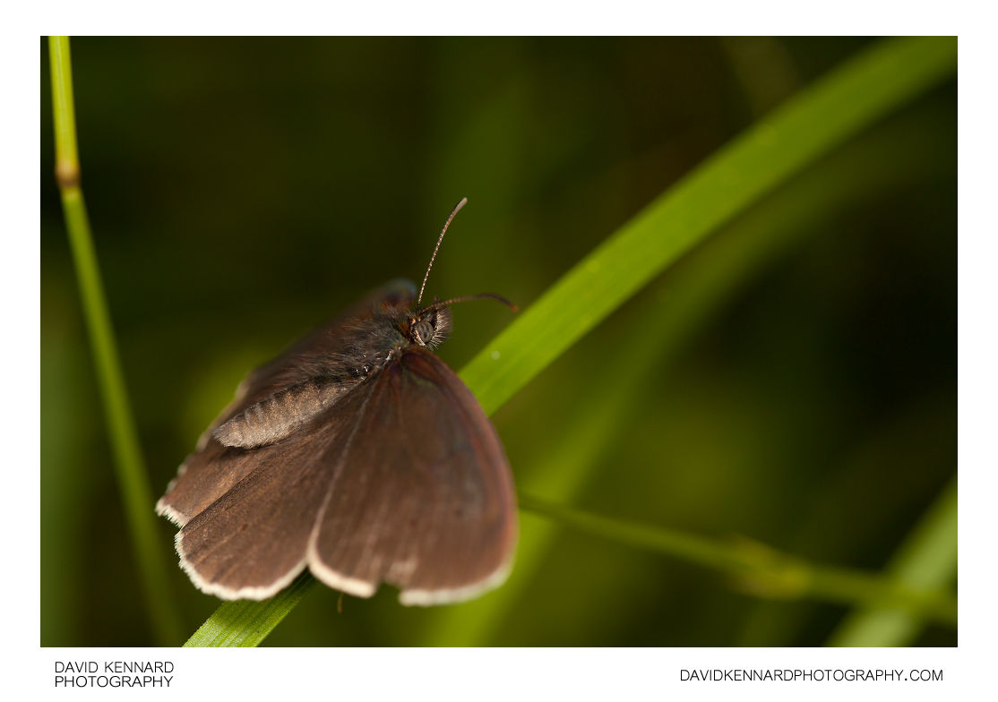 Ringlet (Aphantopus hyperantus) butterfly
