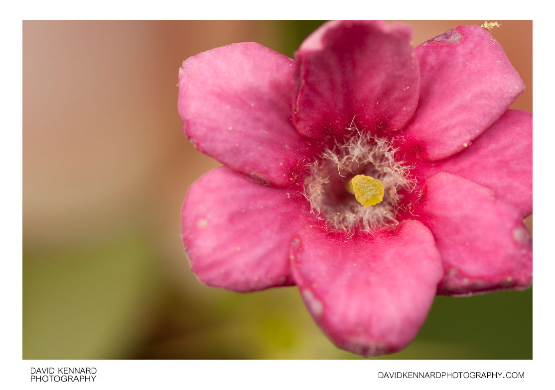 Red jasmine (Jasminum beesianum) flower