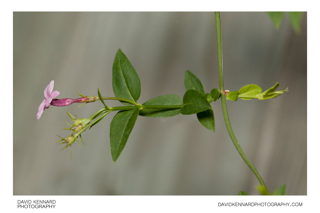 Red jasmine (Jasminum beesianum) (I) · David Kennard Photography