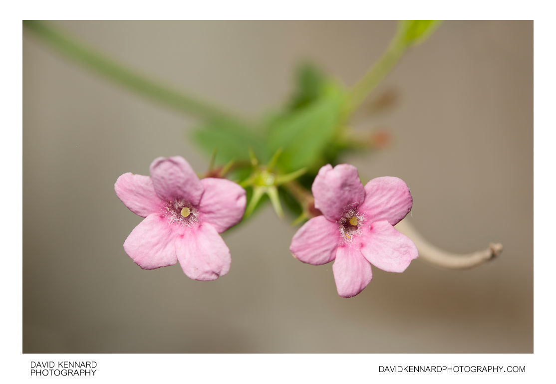 Red jasmine (Jasminum beesianum) flowers (II) · David Kennard Photography