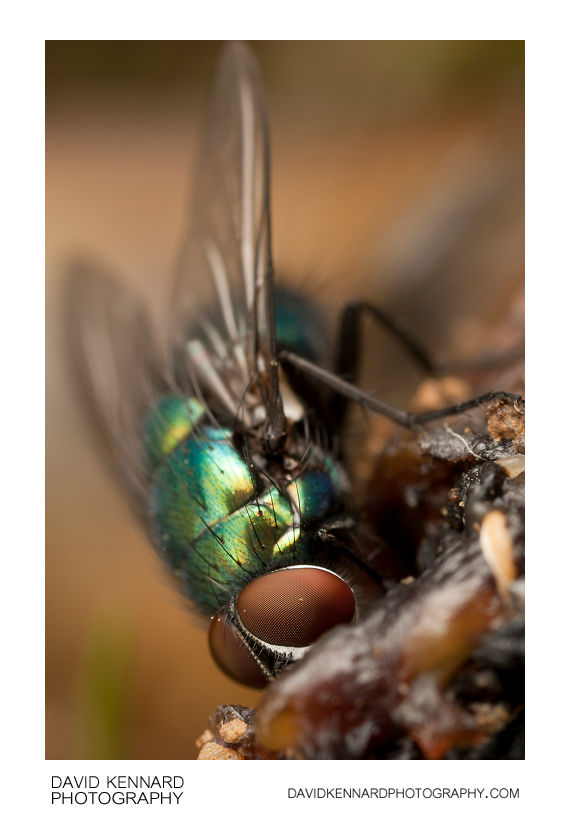 Greenbottle fly (Lucilia sp.) (II) · David Kennard Photography