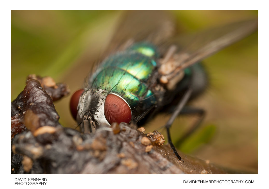 Greenbottle fly (Lucilia sp.) (VIII) · David Kennard Photography