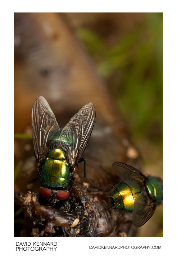 Green-bottle flies (Lucilia sp.)