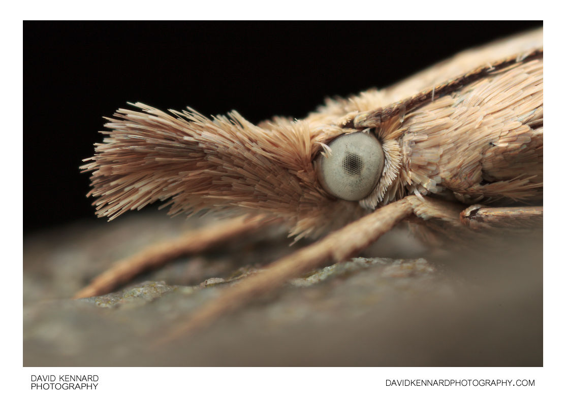Garden Grass-veneer moth (Chrysoteuchia culmella)