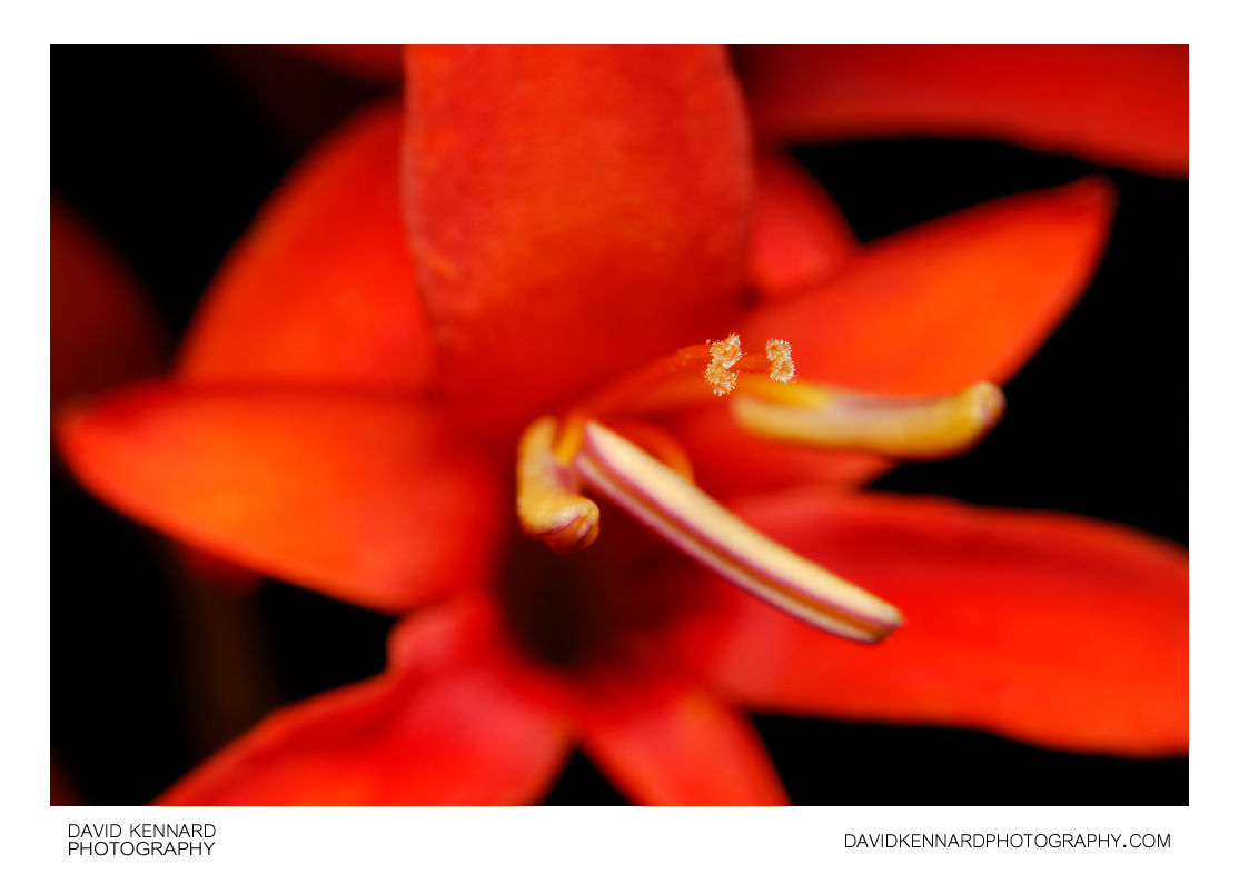 Red Crocosmia flower