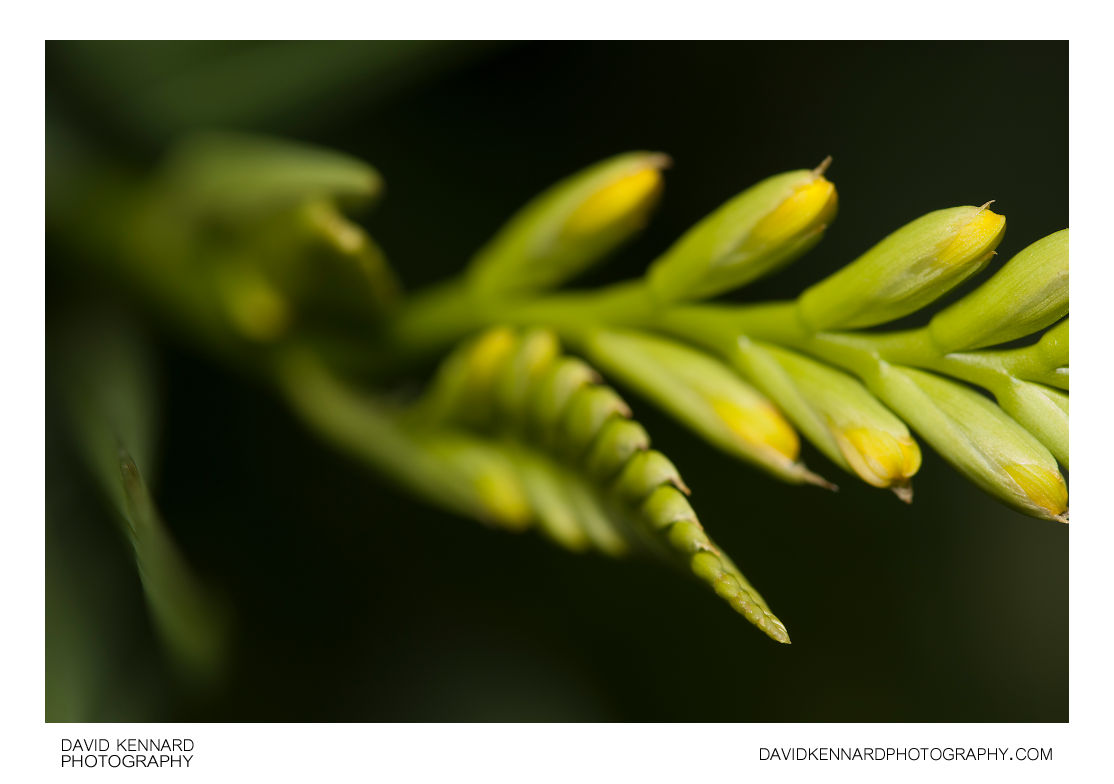 Budding Crocosmia flower spike