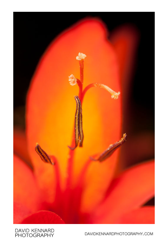 Anthers and stigma of a Crocosmia flower