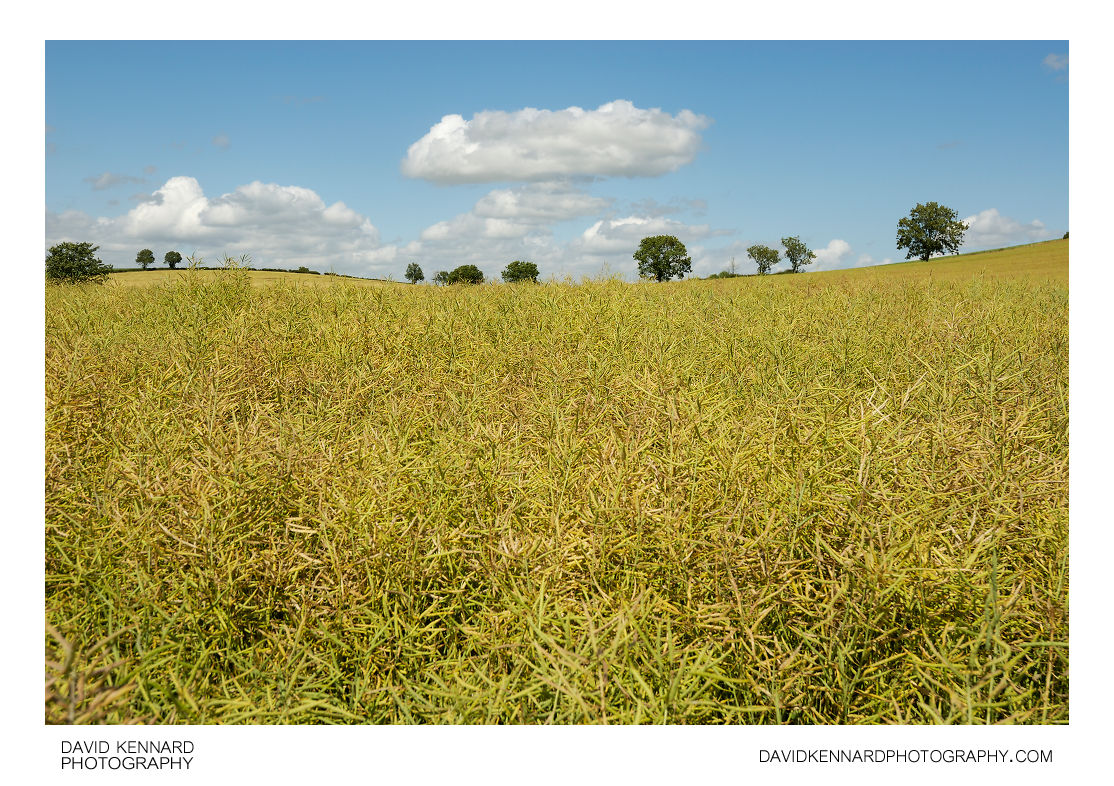 Field of oilseed rape on Lubenham Hill