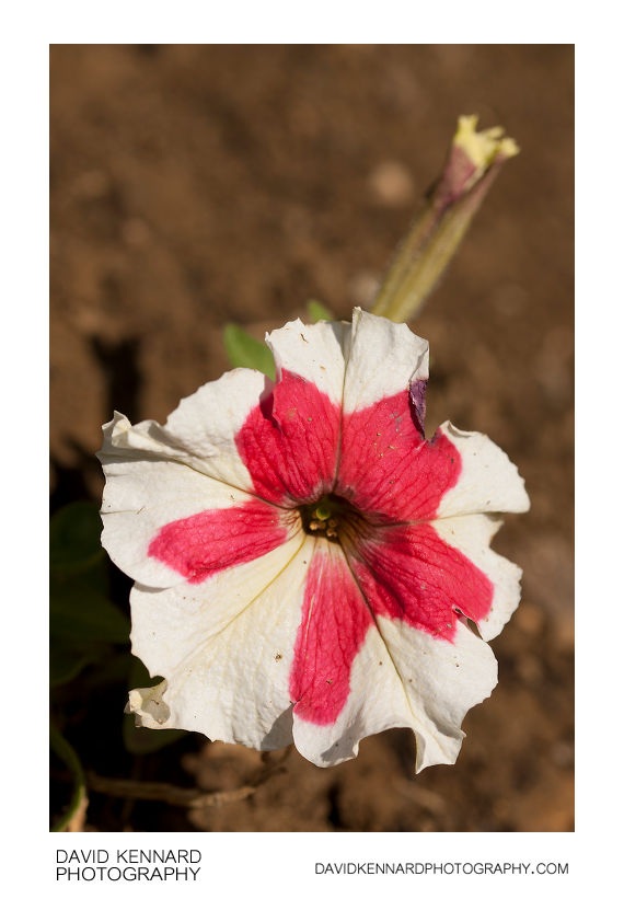 Petunia x Hybrida 'Frost' Pink & White