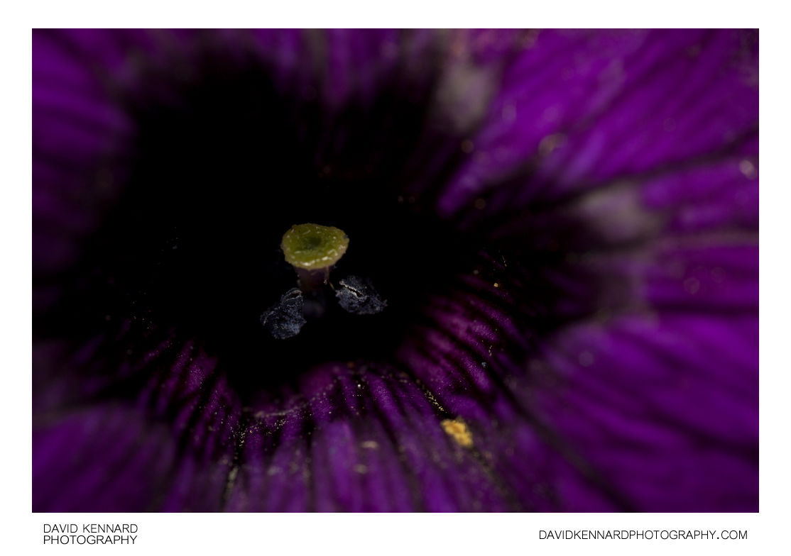 Petunia x Hybrida 'Frost' purple flower centre