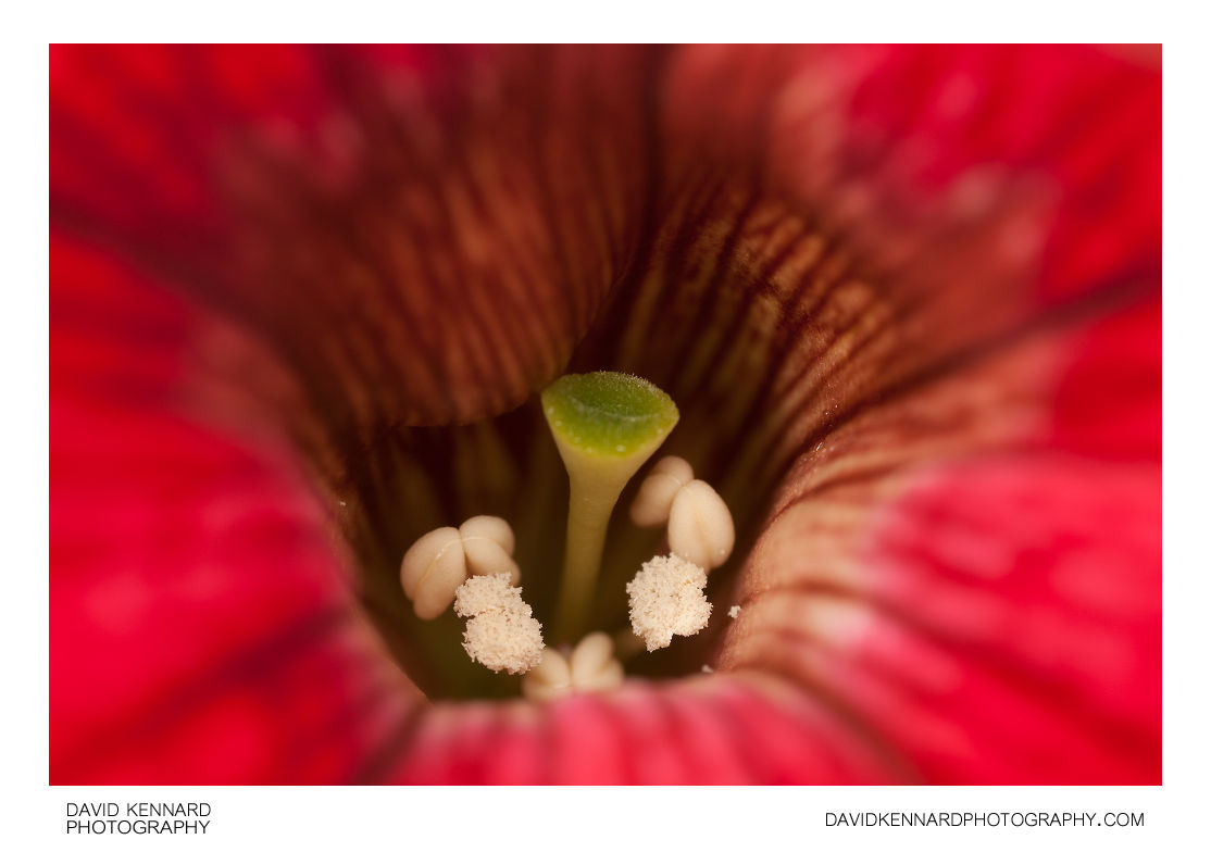 Petunia x Hybrida 'Frost' Red flower centre