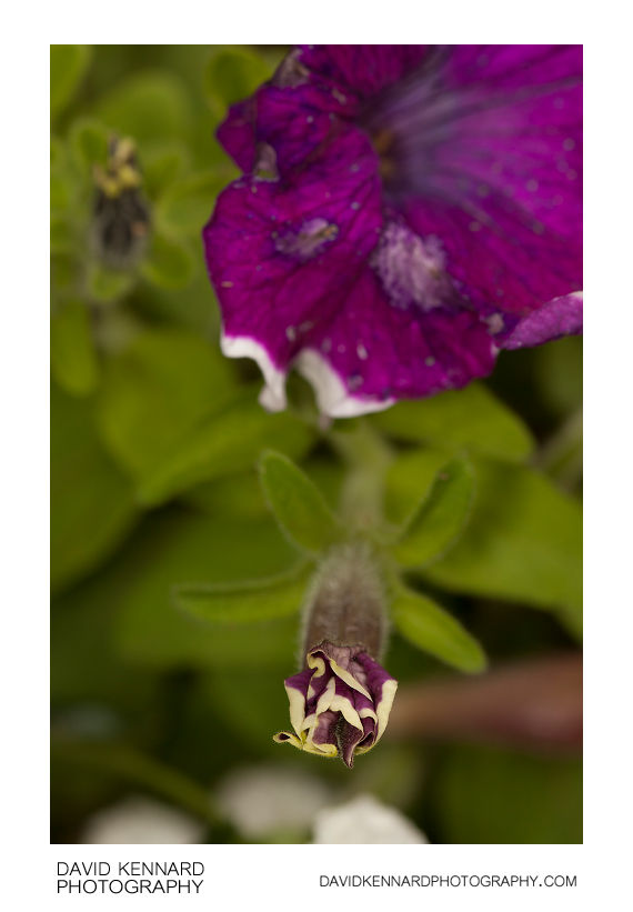 Petunia x Hybrida 'Frost' purple flower (II) · David