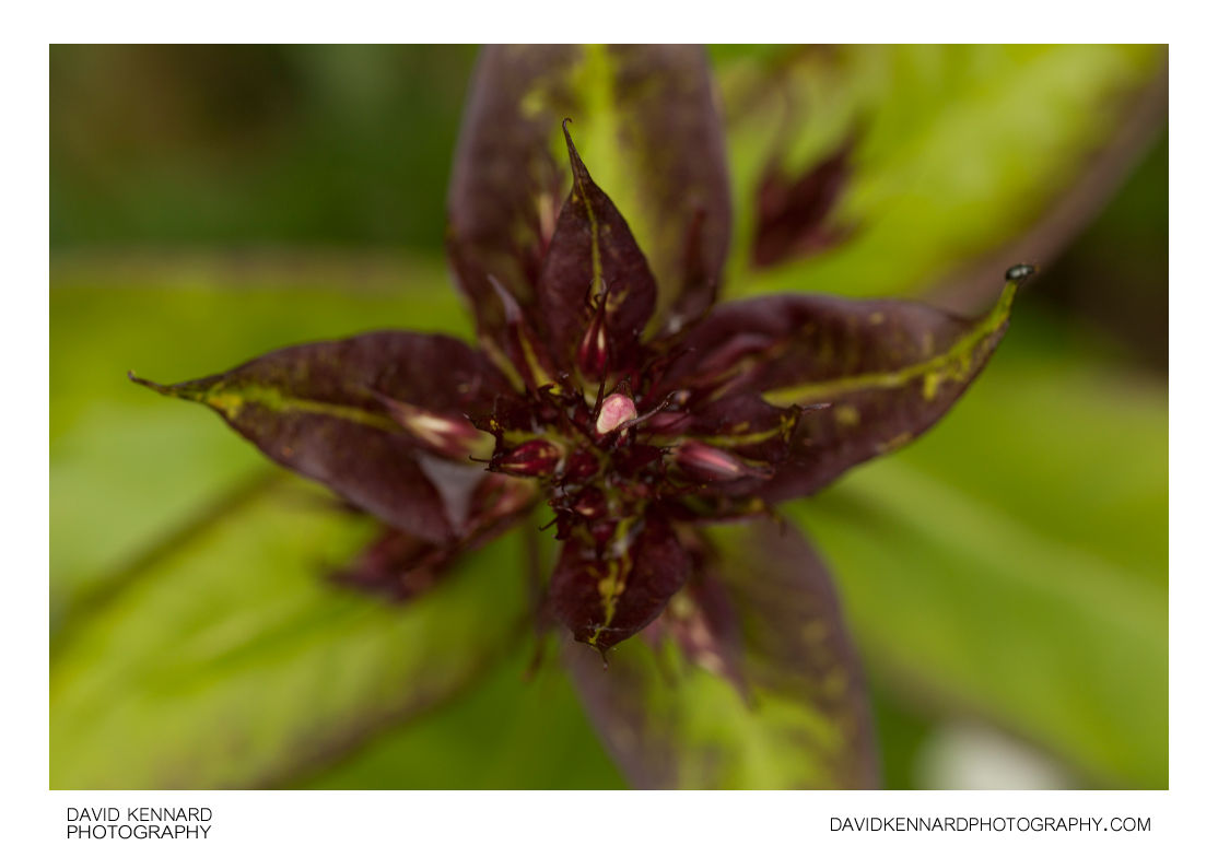 Phlox paniculata 'Bright Eyes' flower buds