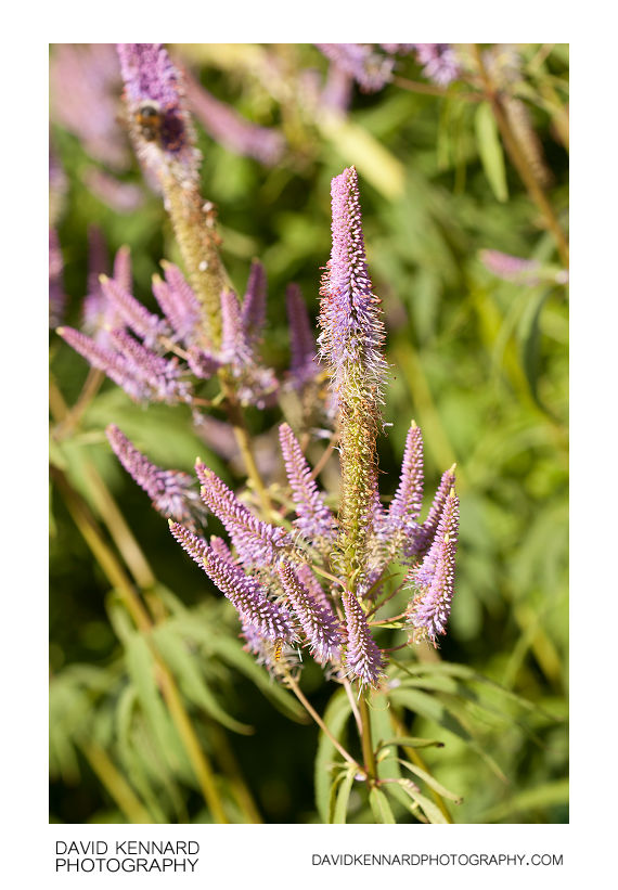 Veronicastrum virginicum 'Fascination' · David Kennard ...