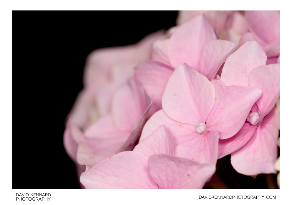 Pink Hydrangea flower