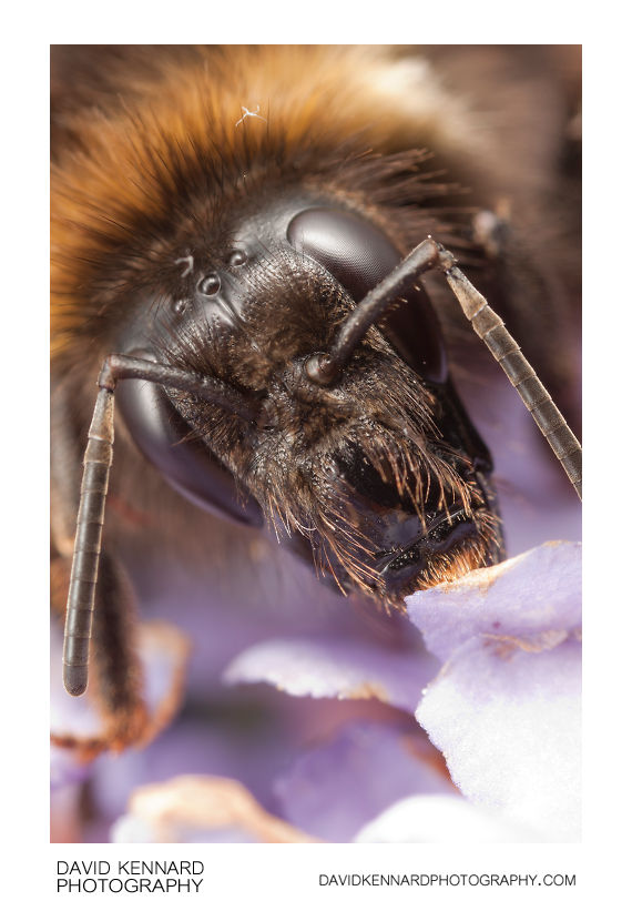Buff-tailed Bumblebee (Bombus terrestris) on Buddleia