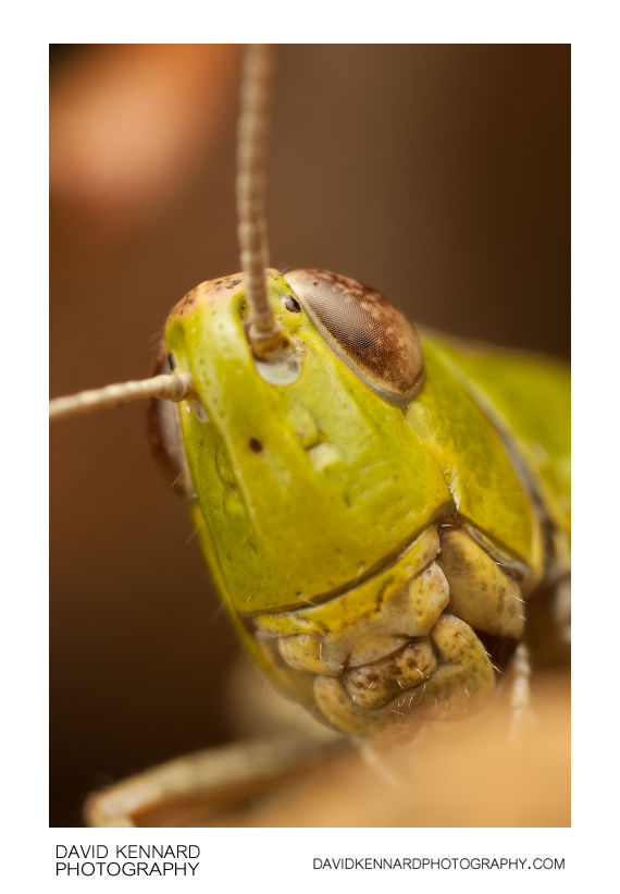 Female Meadow grasshopper (Chorthippus parallelus parallelus)