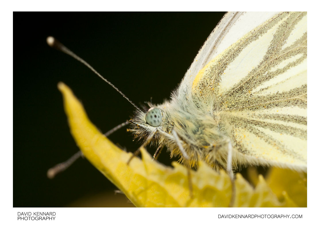 Male Green-veined White butterfly (Pieris napi)