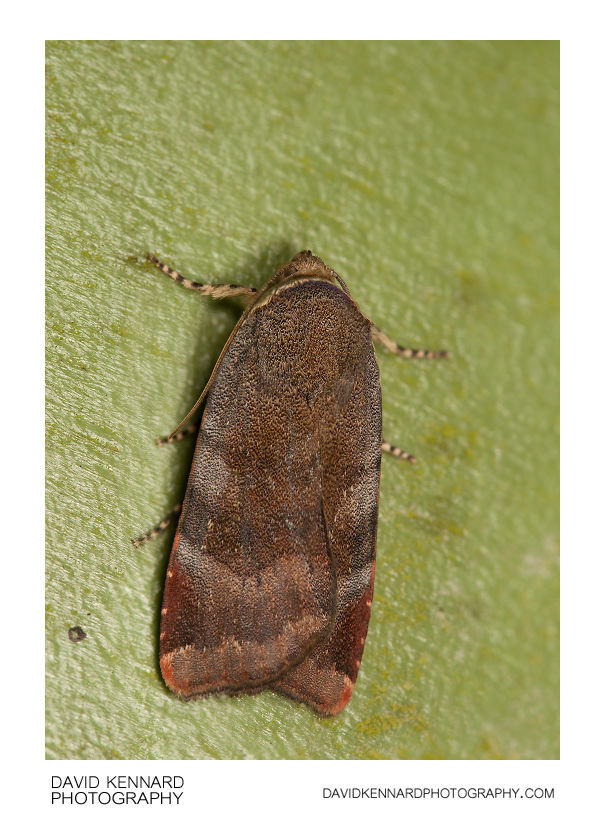 Lesser Broad-bordered Yellow Underwing moth (Noctua janthe)
