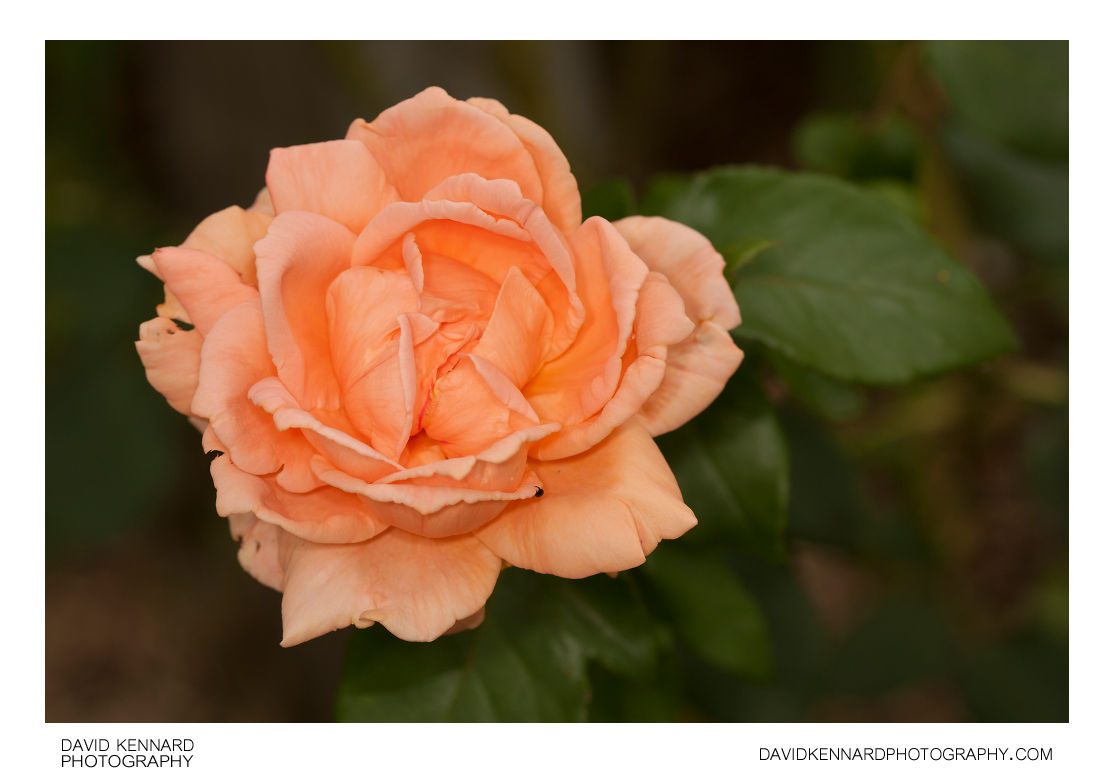Pink Rose flower at Barnsdale Gardens
