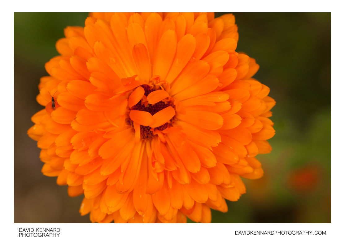 Orange Calendula flower