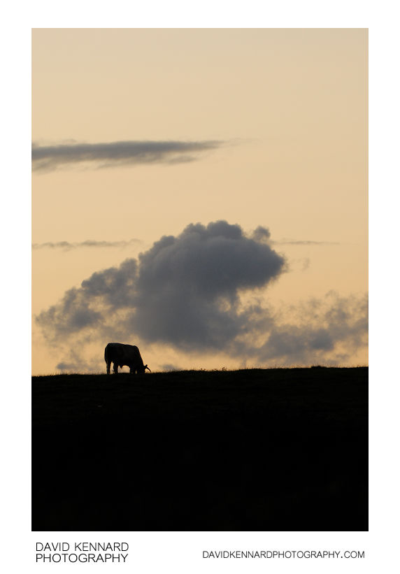 Bull grazing at twilight