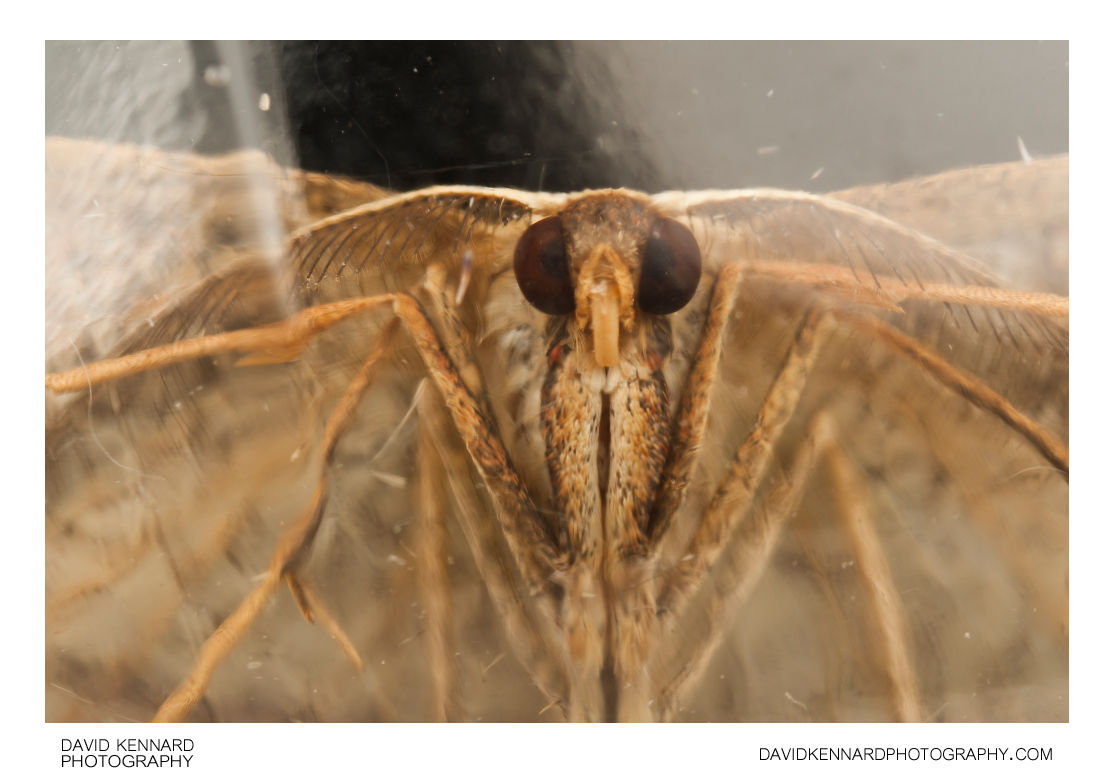 Blood-vein moth (Timandra comae)