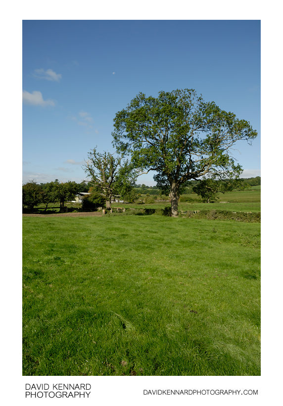 Grassy field, Withcote